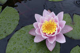Лилия в декоративном пруду